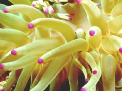 Pink Tipped Anemone, I took several shots of this anemone... by Steven Anderson 